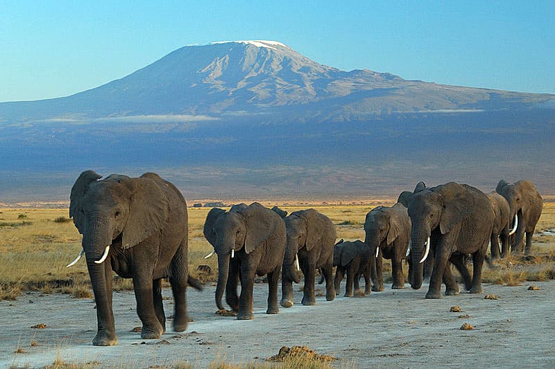 Amboseli Elephants Kilimanjaro