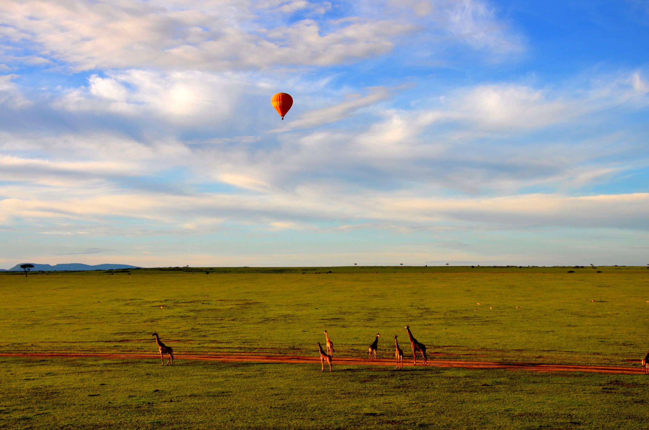 Maasai Mara Lion