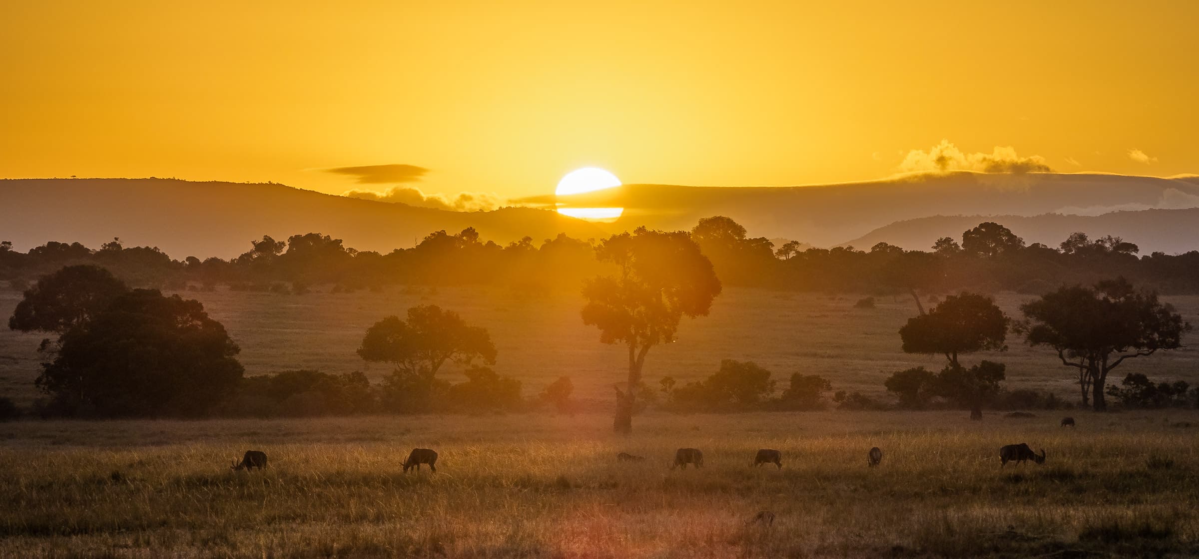 Maasai Mara — lion at sunrise