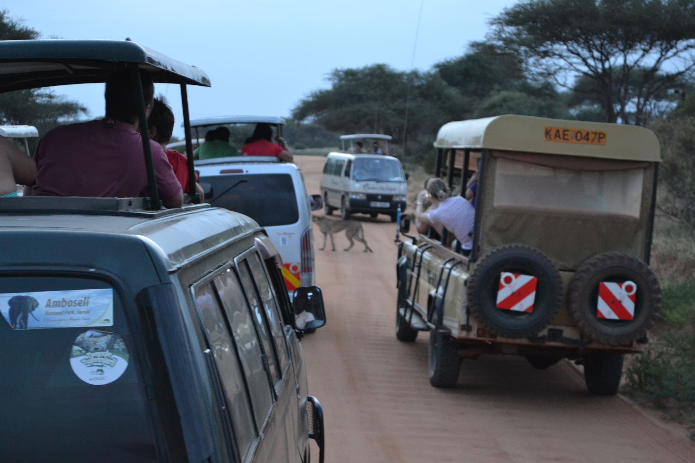 Tsavo Elephants