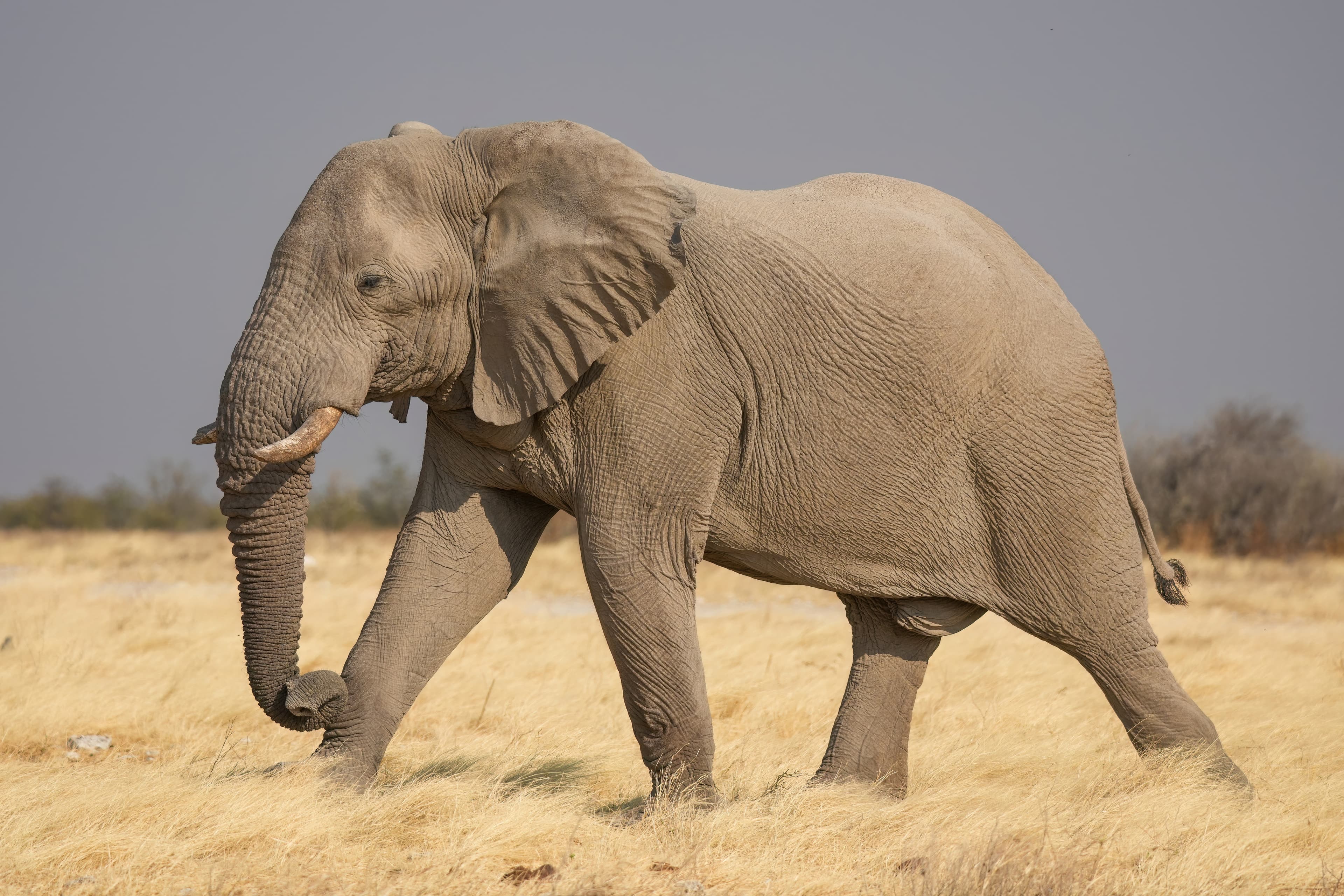 Tsavo National Park — elephants at dusk
