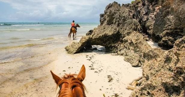 Amani Safari Guest Experience